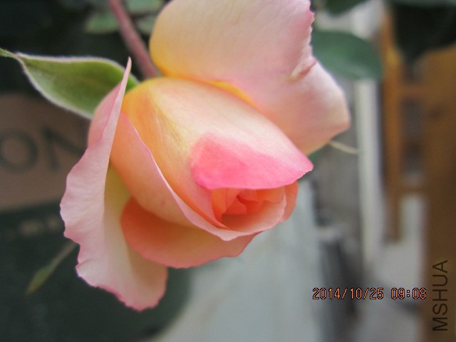 IMG_5332.JPG
