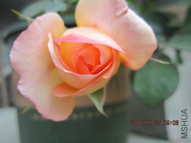 IMG_5331.JPG