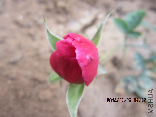IMG_5328.JPG
