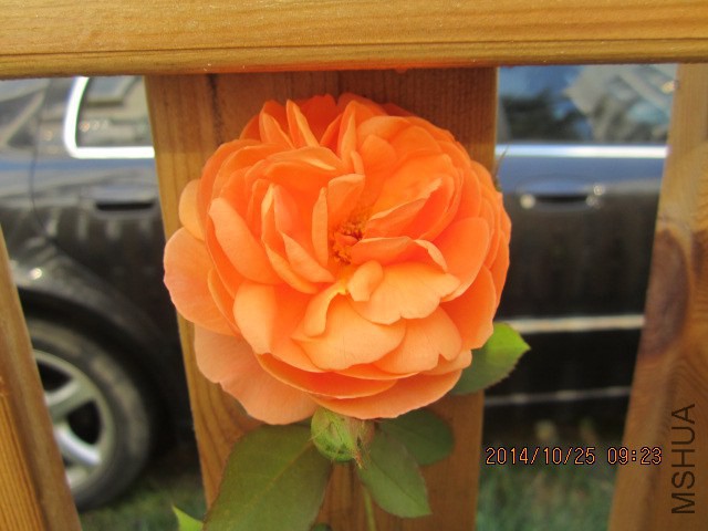 IMG_5333.JPG