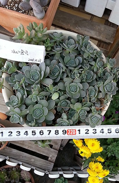 �ӳ�25Ԫһ�裬������