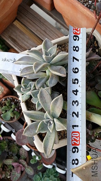 �U����׮����ͷ15Ԫ