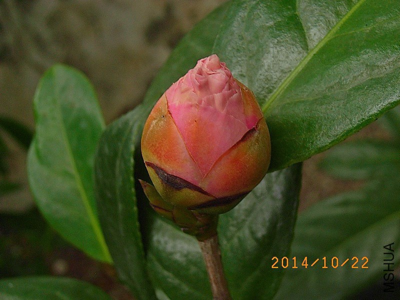 �����o A2.JPG