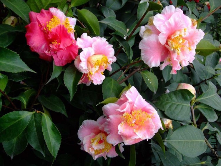 �����˿ 2012-3-29f 018.jpg