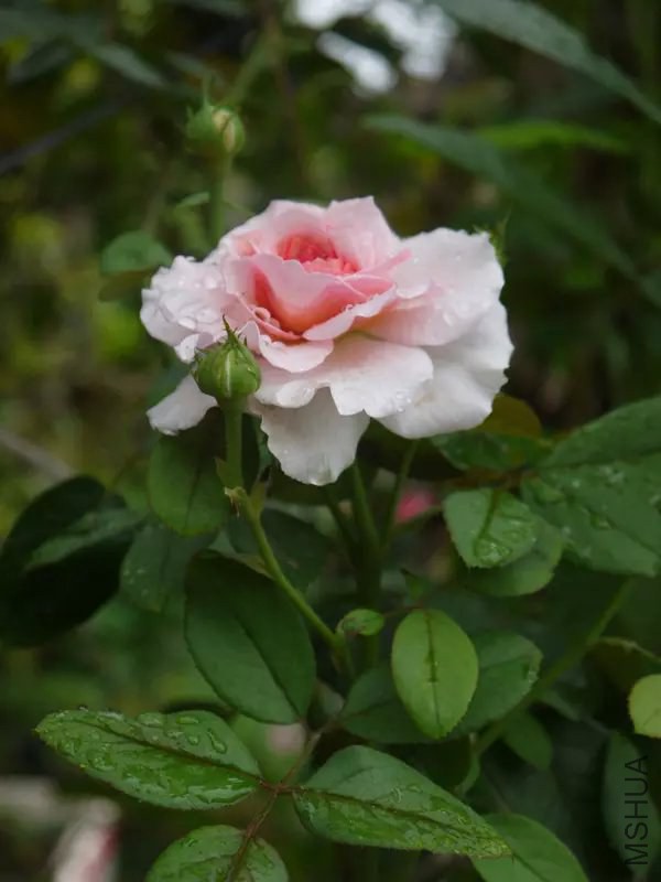 psb (2).jpg