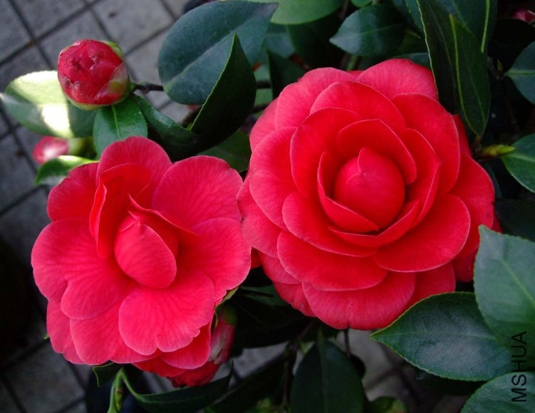 ������� 2012-3-31f 031.jpg