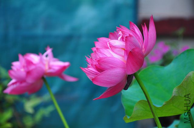 nEO_IMG_DSC_4633.jpg