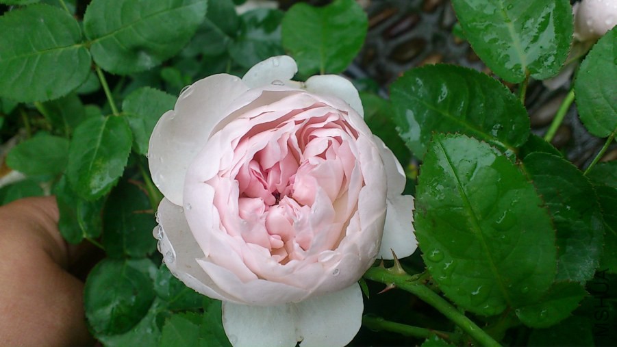DSC_0449.JPG