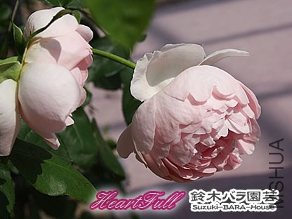 144123dszd7q5ls5cd9cgz.jpg