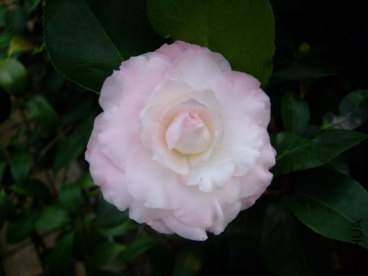 ����֮�� 2012-10-26 021.jpg