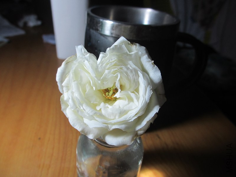 IMG_0004.jpg