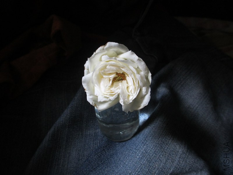 IMG_9995.jpg