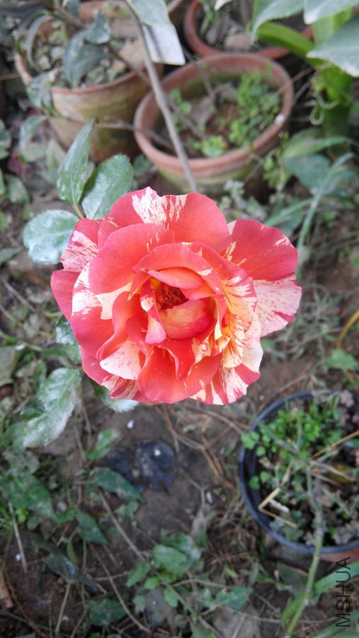 IMG_20141018_081913.jpg