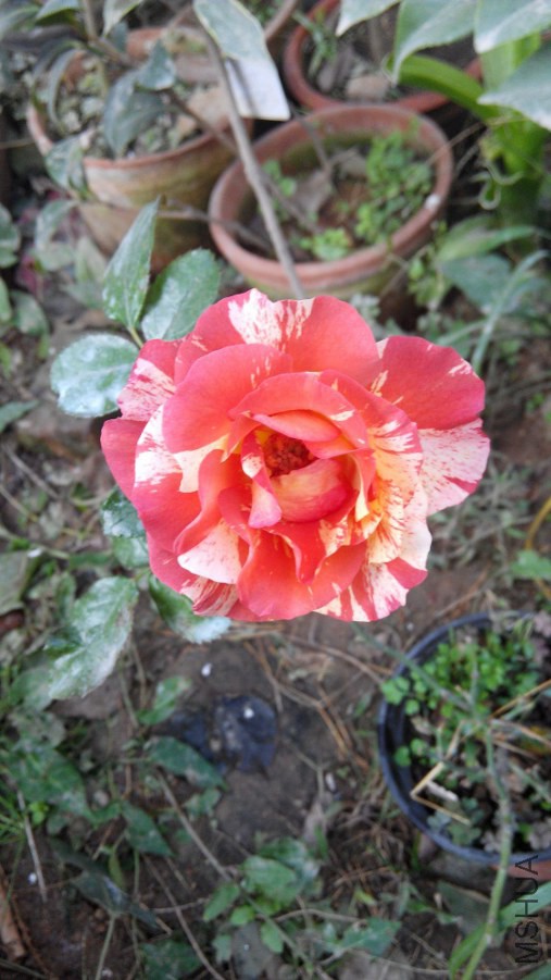IMG_20141018_081911.jpg