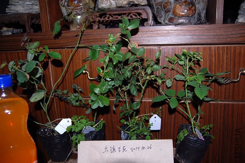DSC_01350135.JPG