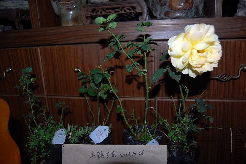 DSC_01380138.JPG
