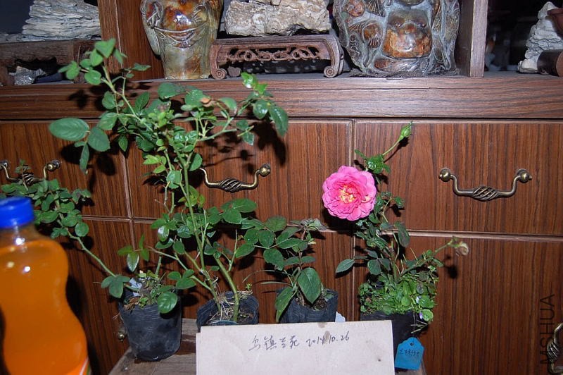 DSC_01410141.JPG