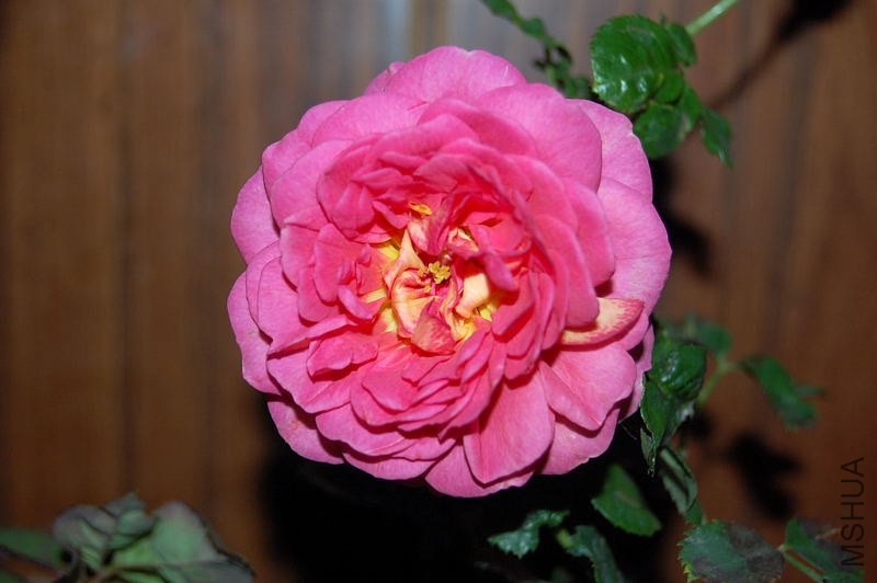 DSC_01420142.JPG