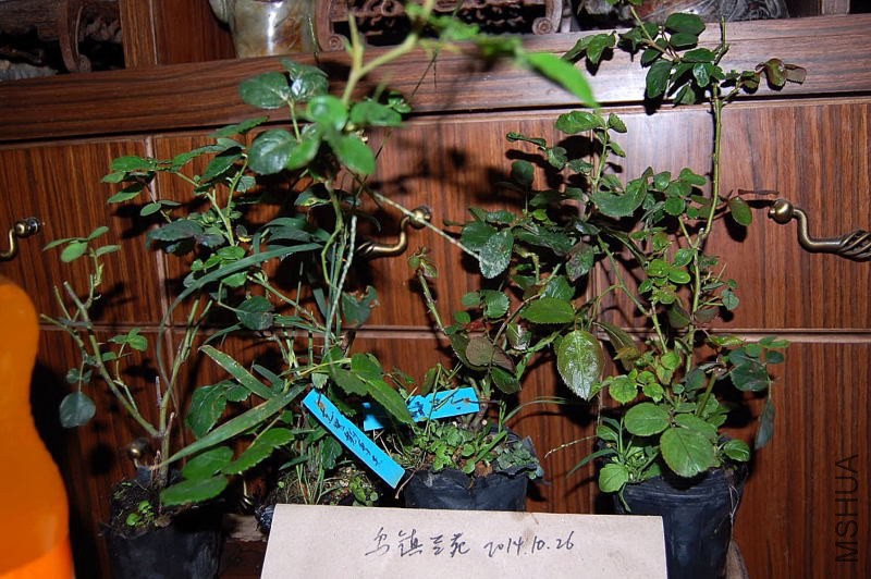 DSC_01470147.JPG