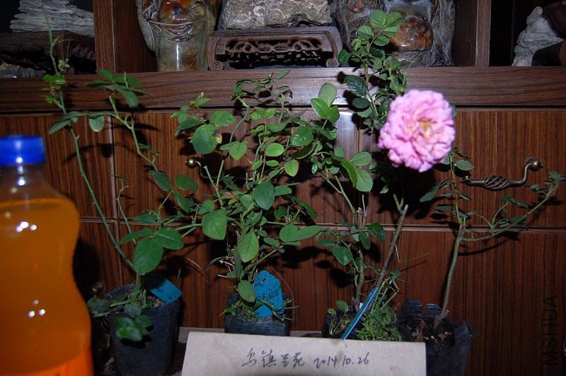 DSC_01480148.JPG