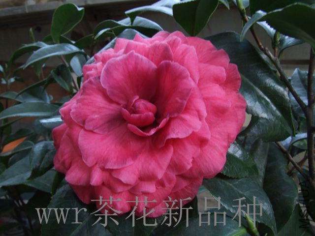 DSCF7395_����.jpg