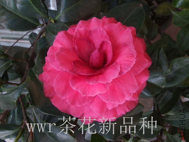 DSCF7405_����.jpg