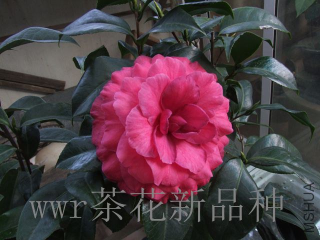 DSCF7410_����.jpg