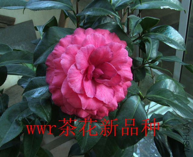DSCF7411_����.jpg