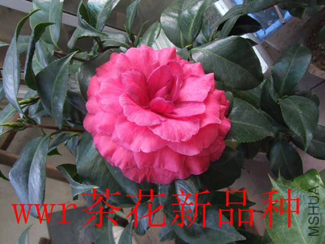 DSCF7416_����.jpg