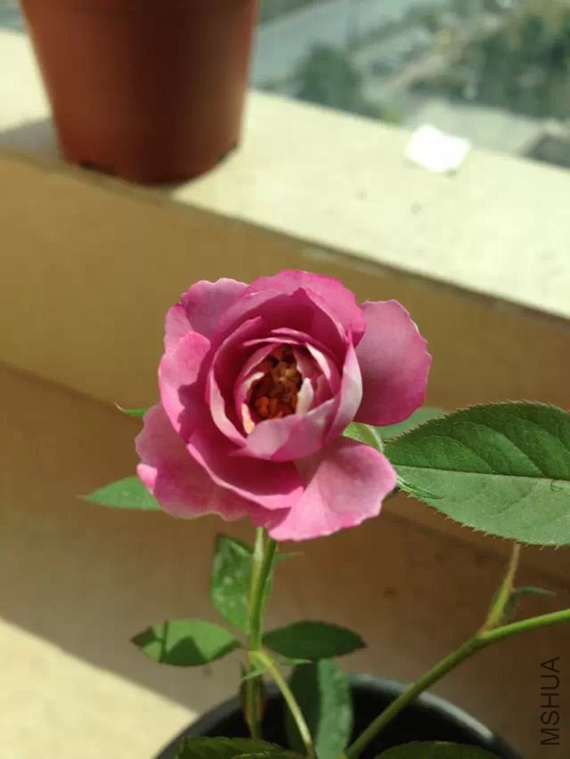 С����