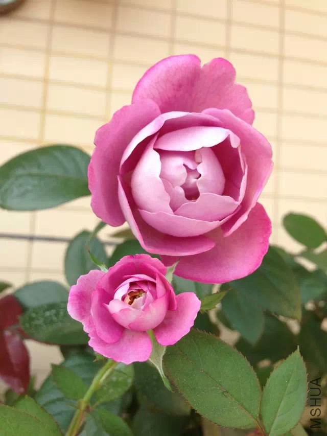 ĸŮ��