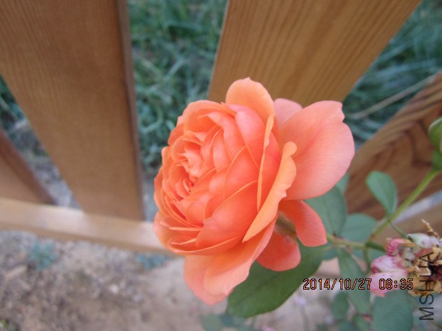 IMG_5434.JPG
