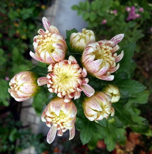 �ջ����ʻ��籸�20141027A.jpg