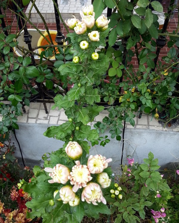 �ջ����ʻ��籸�20141027B.jpg
