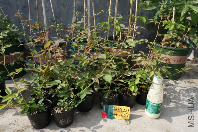 DSC07912.JPG
