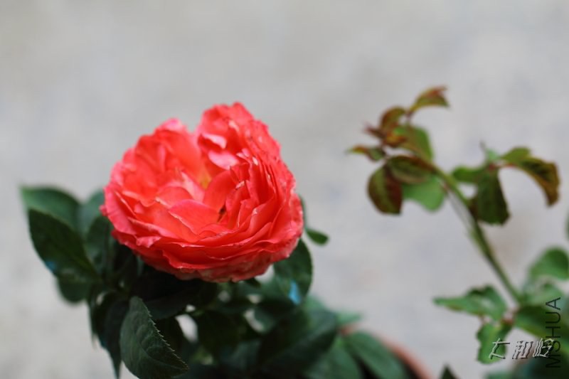 dpp_0773.jpg