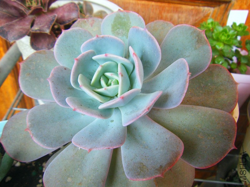 DSCF0005_����.jpg