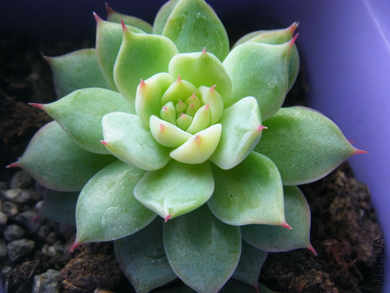 DSCF0038_����.jpg