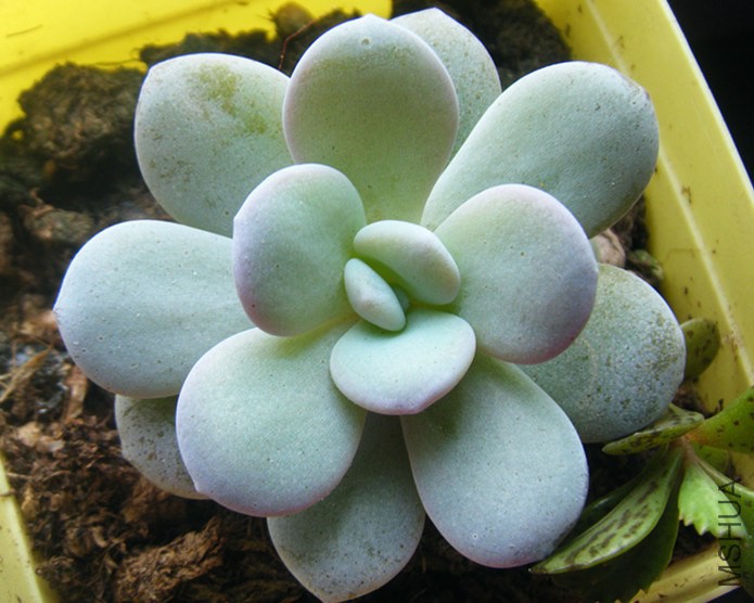 DSCF0040_����.jpg