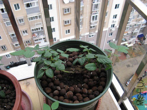 2013-11-11.jpg