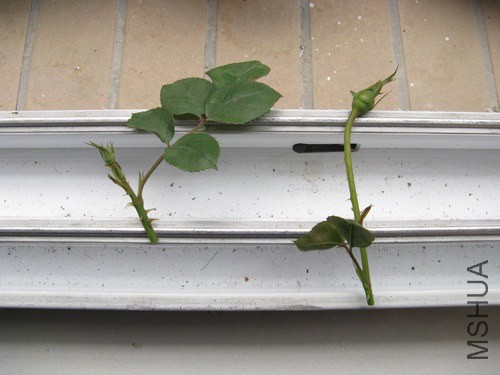 2014-01-06.jpg