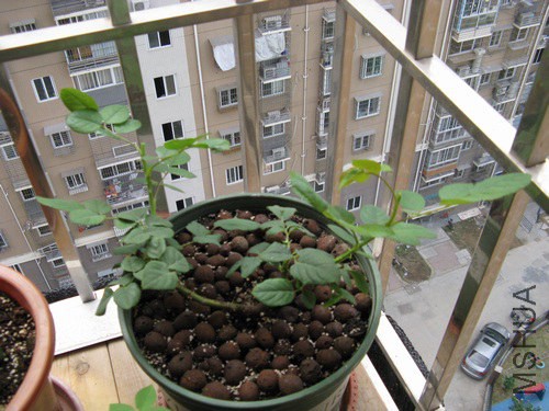 2013-11-08-004.jpg