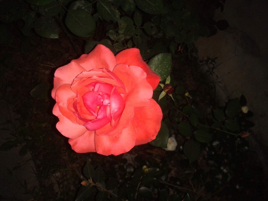 2014-10-27 18.36.03.jpg