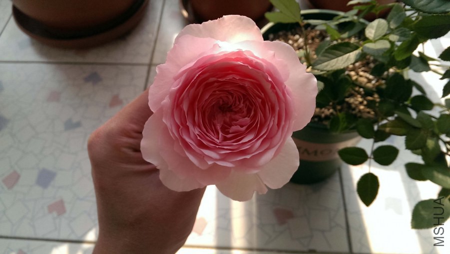 IMAG0322.jpg