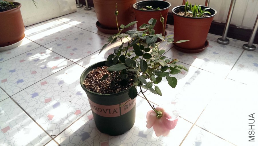 IMAG0325.jpg