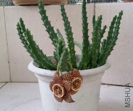 ��û����ͷ��������˼��