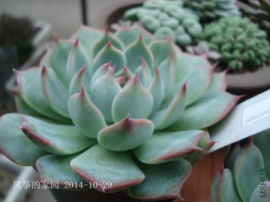 DSC02010.jpg