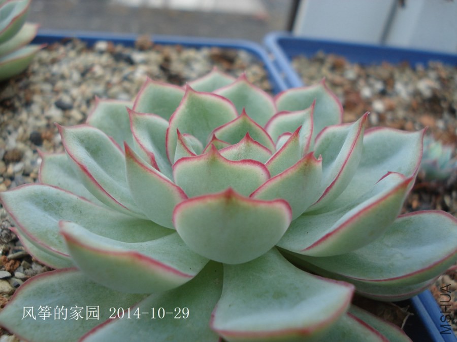 DSC02012.jpg
