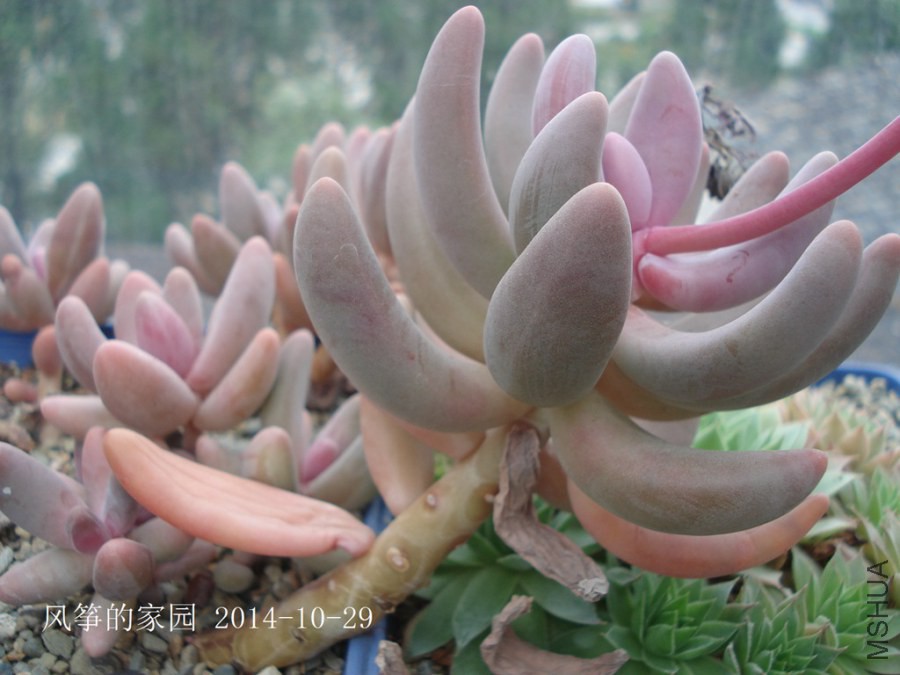 DSC02013.jpg