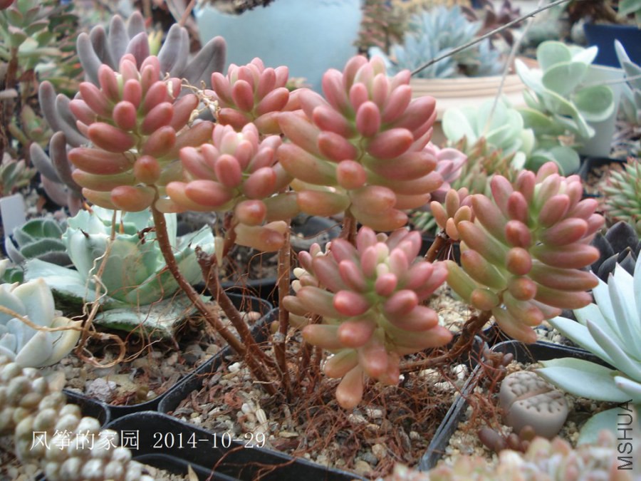 DSC02015.jpg
